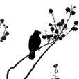 鸜鵒
