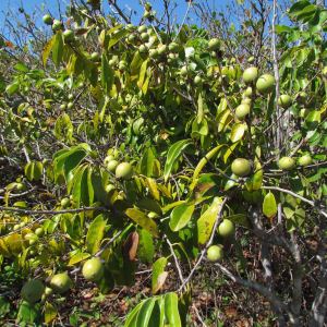 Diospyros yucatanensis