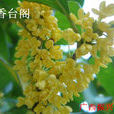 四季金桂 四季金桂