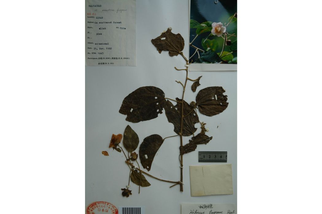 香芙蓉 香芙蓉