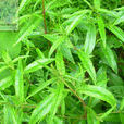露珠珍珠菜 露珠珍珠菜