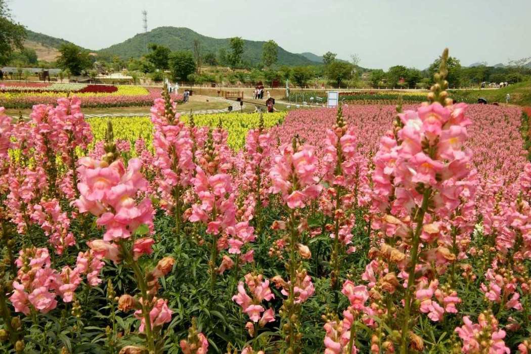 梧桐花谷 梧桐花谷