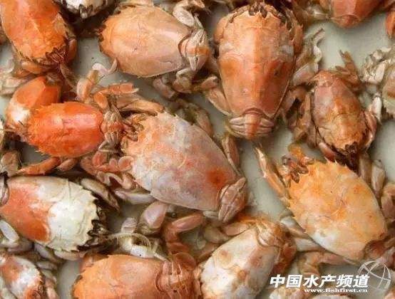 解放眉足蟹 解放眉足蟹