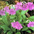 美花報春 美花報春