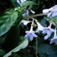 對生蛇根草 對生蛇根草