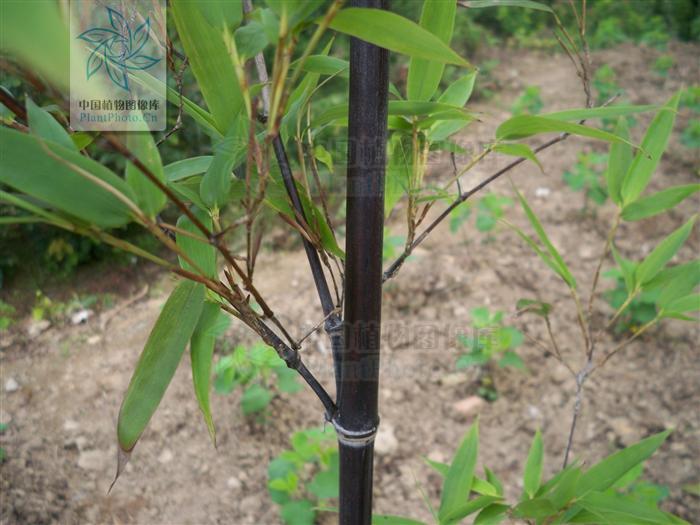 小琴絲竹（栽培型）