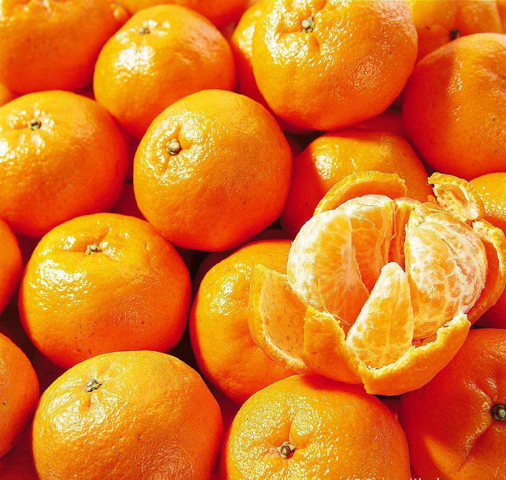 賓川柑橘