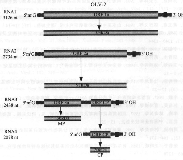 油橄欖潛隱病毒2號的基因組及其產物