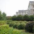 芝岙村 芝岙村