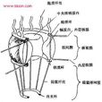 核孔複合體 核孔複合體