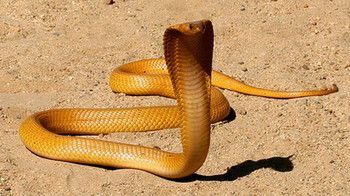 黃金眼鏡蛇