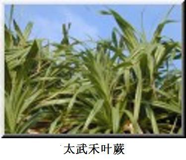 太武禾葉蕨 太武禾葉蕨