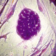 人胚胎幹細胞(人胚胎幹細胞)