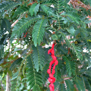 Cojoba graciliflora