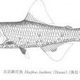 呂氏眶燈魚 呂氏眶燈魚