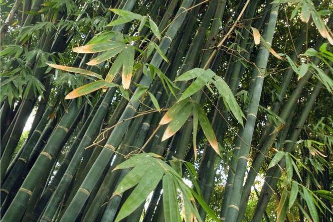 版納甜龍竹(版納甜竹)