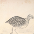 澳洲鵪鶉 澳洲鵪鶉