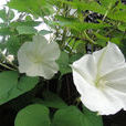 夕顏花(月光花的別稱) 夕顏花(月光花的別稱)