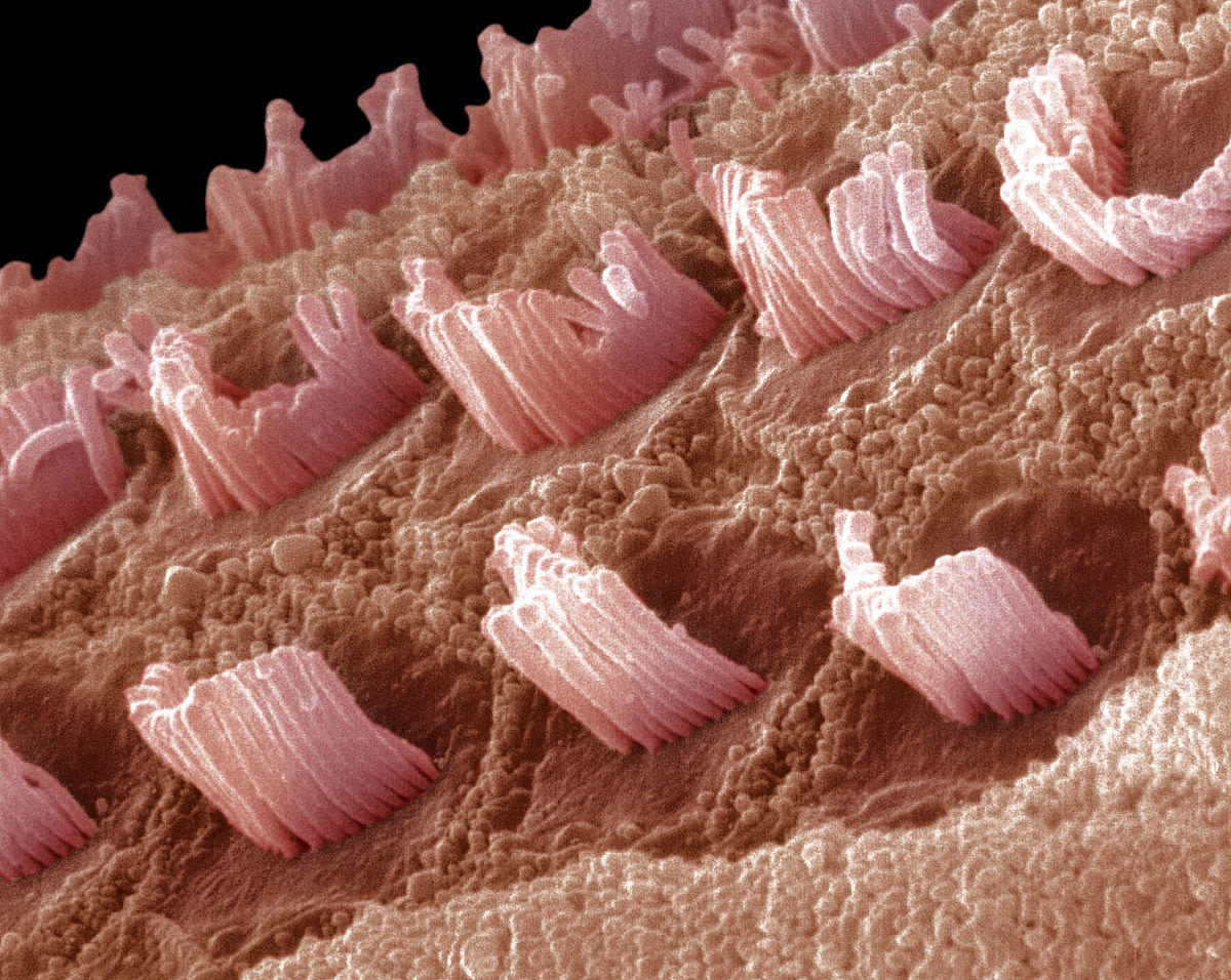 人造內耳毛細胞