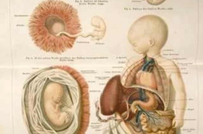 人體胚胎學