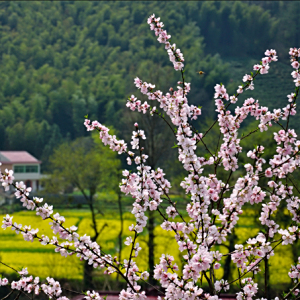 占坡村 占坡村