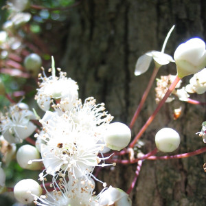 Eugenia noumeensis