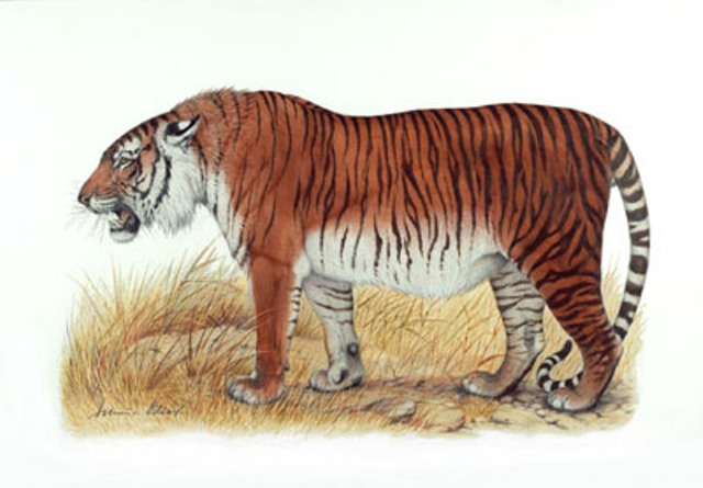 新疆虎