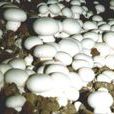 高溫單孢菌 高溫單孢菌