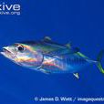 黃鰭鮪魚