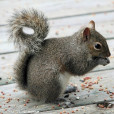 松鼠科(松鼠科(Sciuridae)) 松鼠科(松鼠科(Sciuridae))