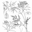 中華水芹 中華水芹