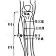 下巨虛穴 下巨虛穴