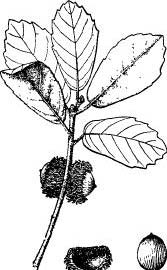 匙葉櫟