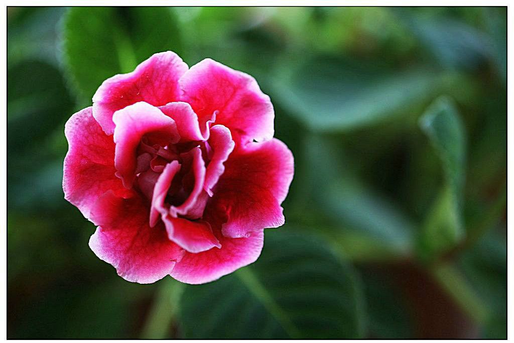 大岩桐花 大岩桐花