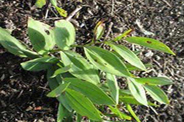 Polygonatum \x27Prince Charming\x27