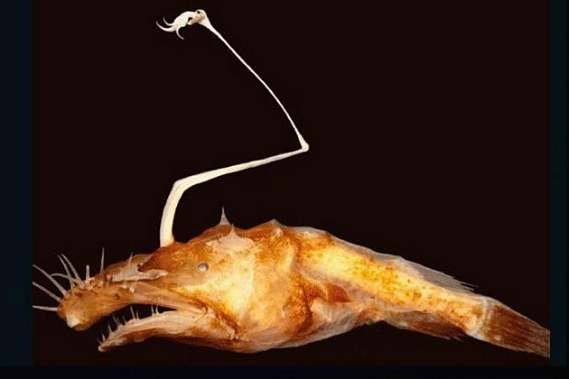 華臍魚 華臍魚