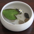一葉蓮 一葉蓮