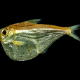 大鰭鰳 大鰭鰳