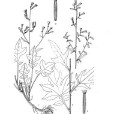 康滇合頭菊 康滇合頭菊