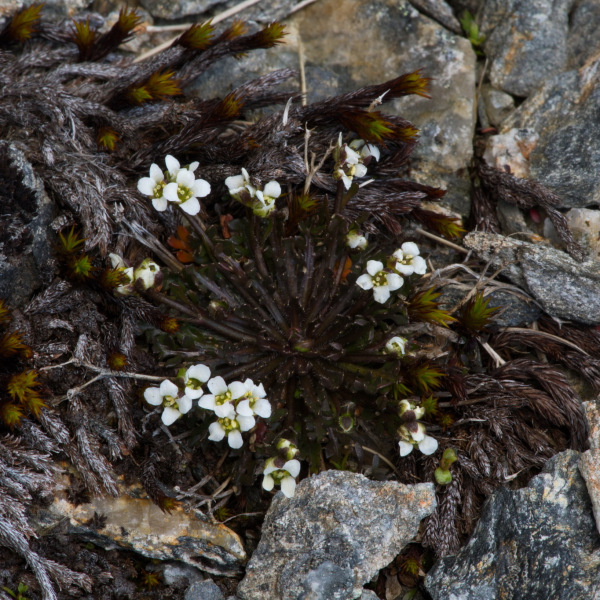 Pachycladon novae-zelandiae