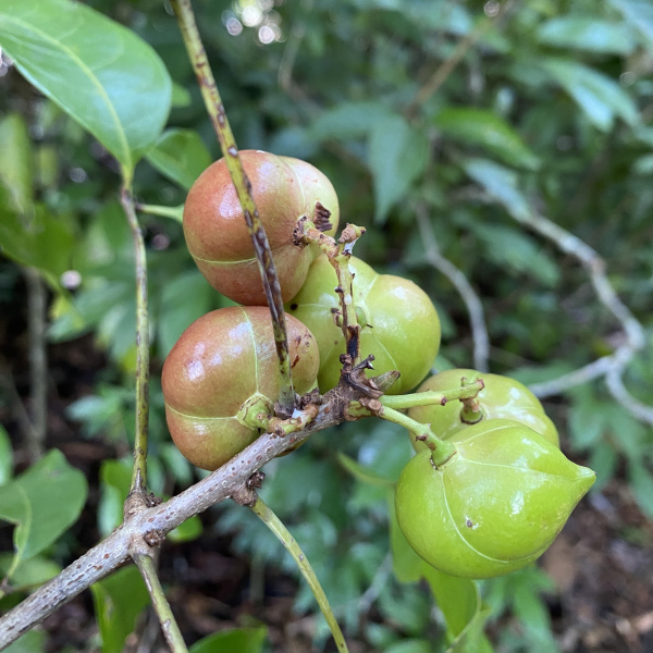 Protium breviacuminatum