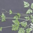 香根芹根 香根芹根