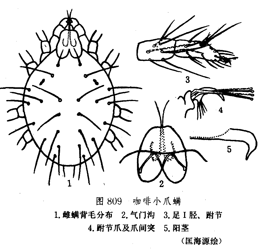 蟎蟲描述圖
