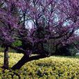 莫頓樹木園 莫頓樹木園
