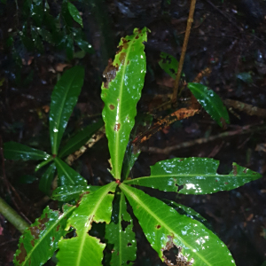 Tapeinosperma repandulum