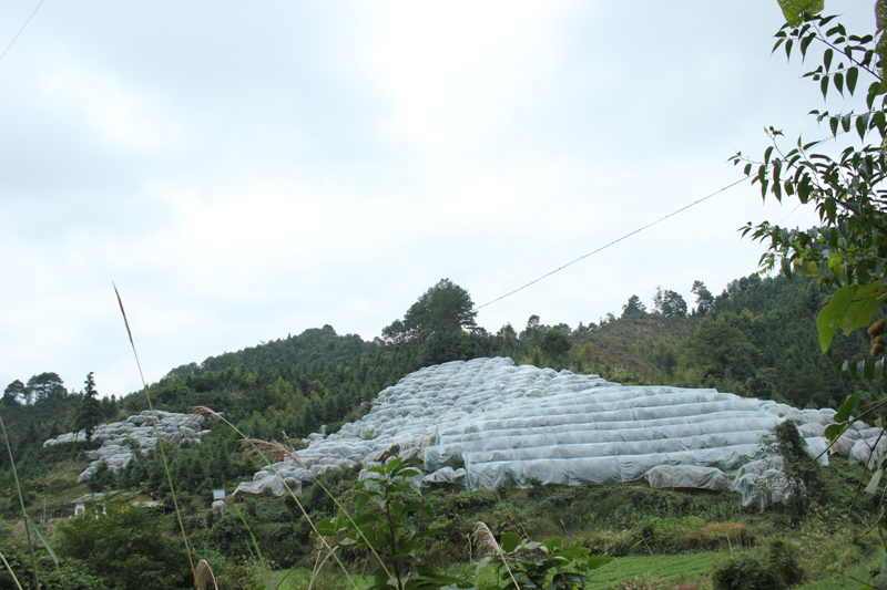 坡江村 坡江村