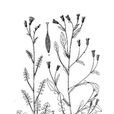 頭嘴菊屬 頭嘴菊屬