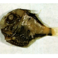 閃電燭光魚 閃電燭光魚