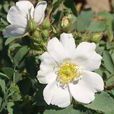 腺果薔薇 腺果薔薇