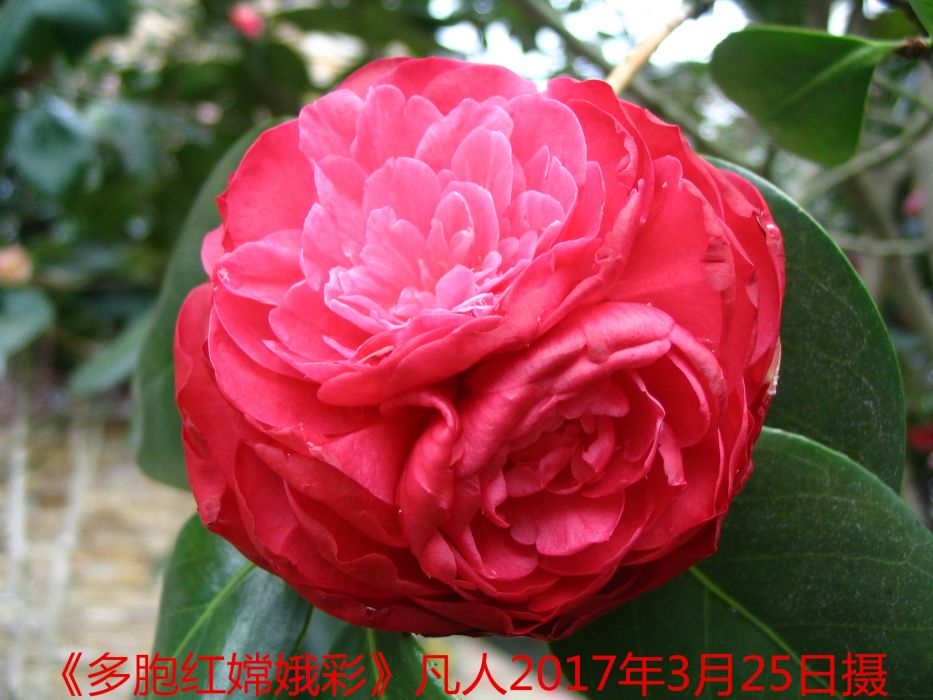 並蒂嫦娥 並蒂嫦娥